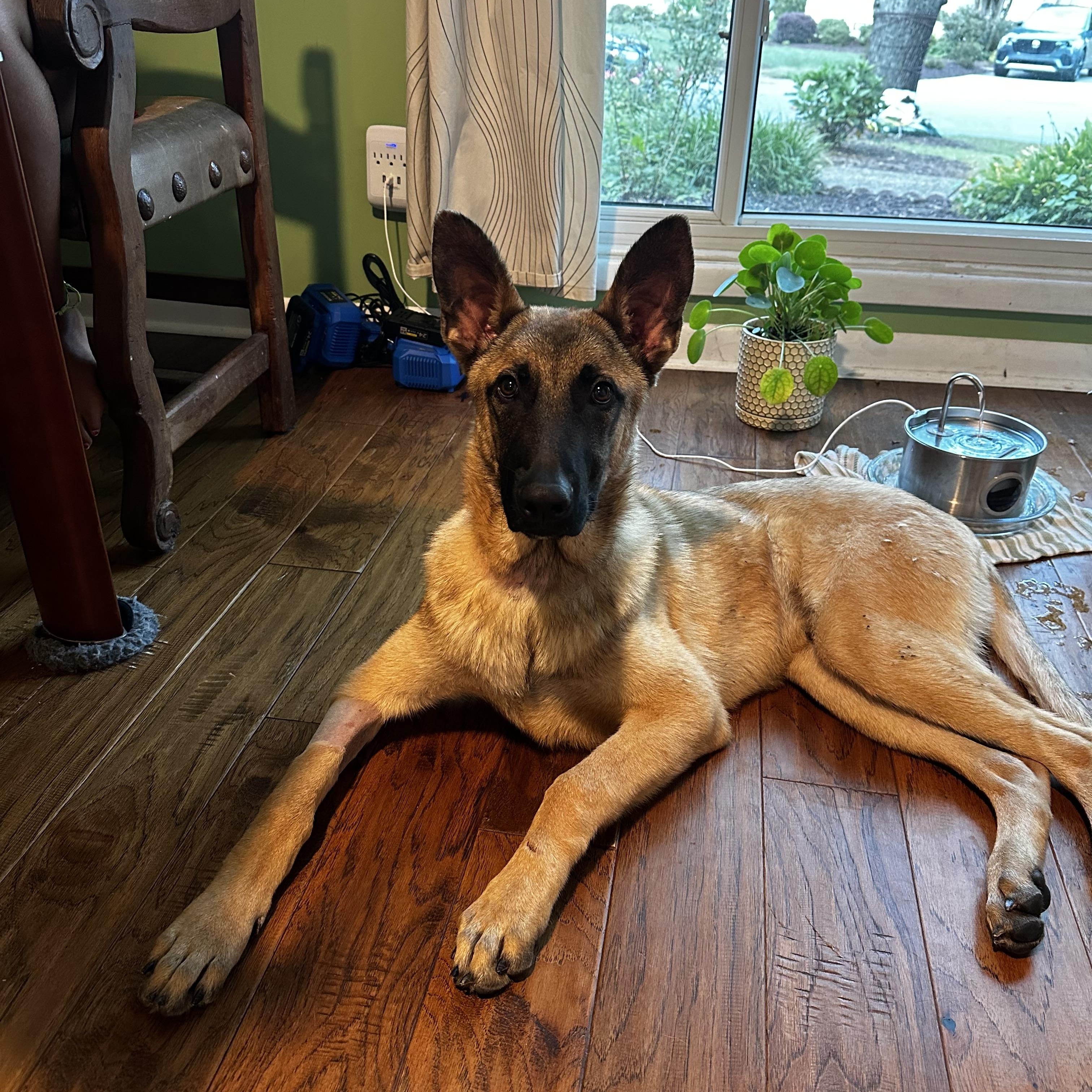 Hawk, Adopted, Puppy Male Belgian Shepherd / Malinois & German Shepherd Dog.