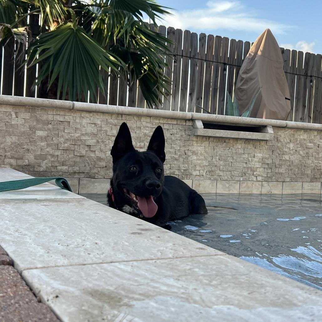 Enlarge Evangeline, a Adoptable mixed breed in Erie, PA image 6/6