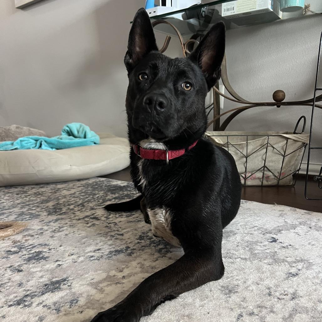 Evangeline, Adoptable, Adult Female Cattle Dog & Pit Bull Terrier.