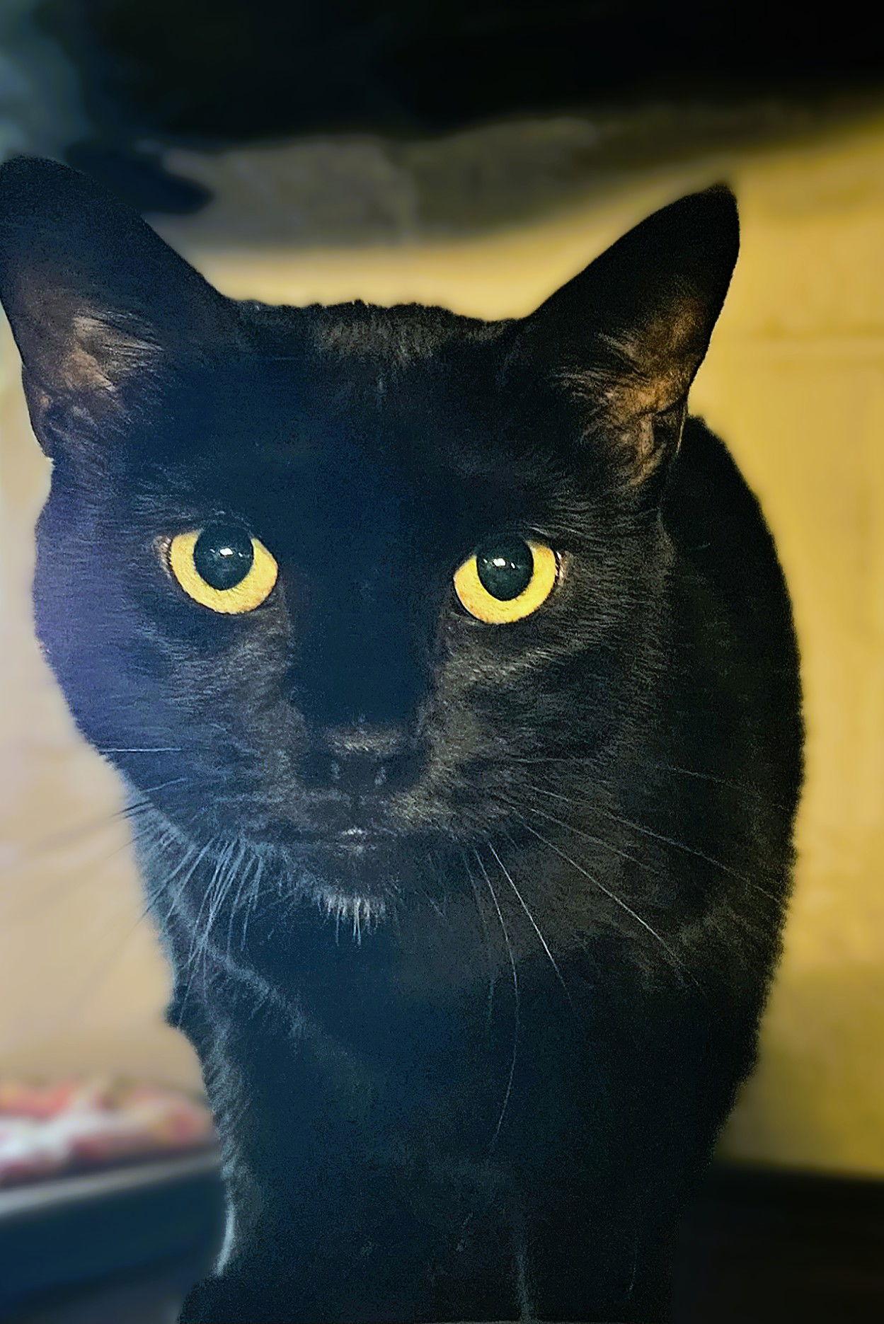 Edweena, a Adoptable Domestic Short Hair in Trenton, NJ image 1/3