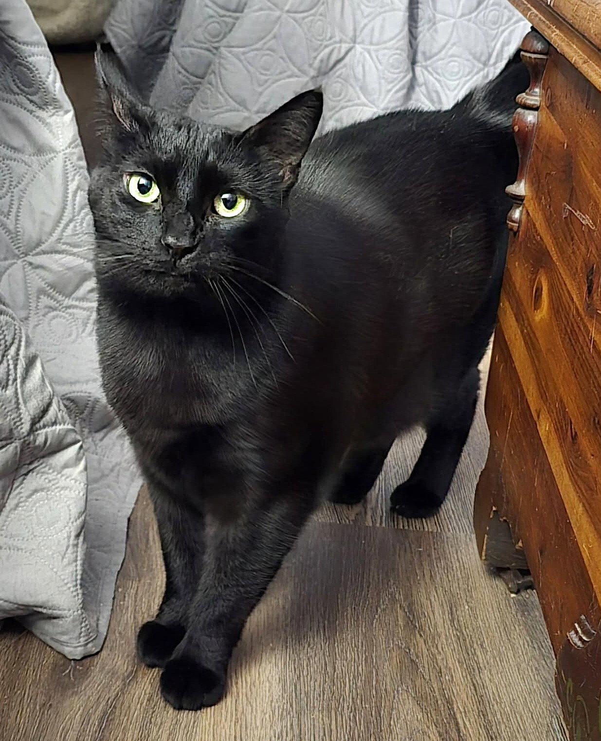 Enlarge Edweena, a Adoptable Domestic Short Hair in Trenton, NJ image 2/3