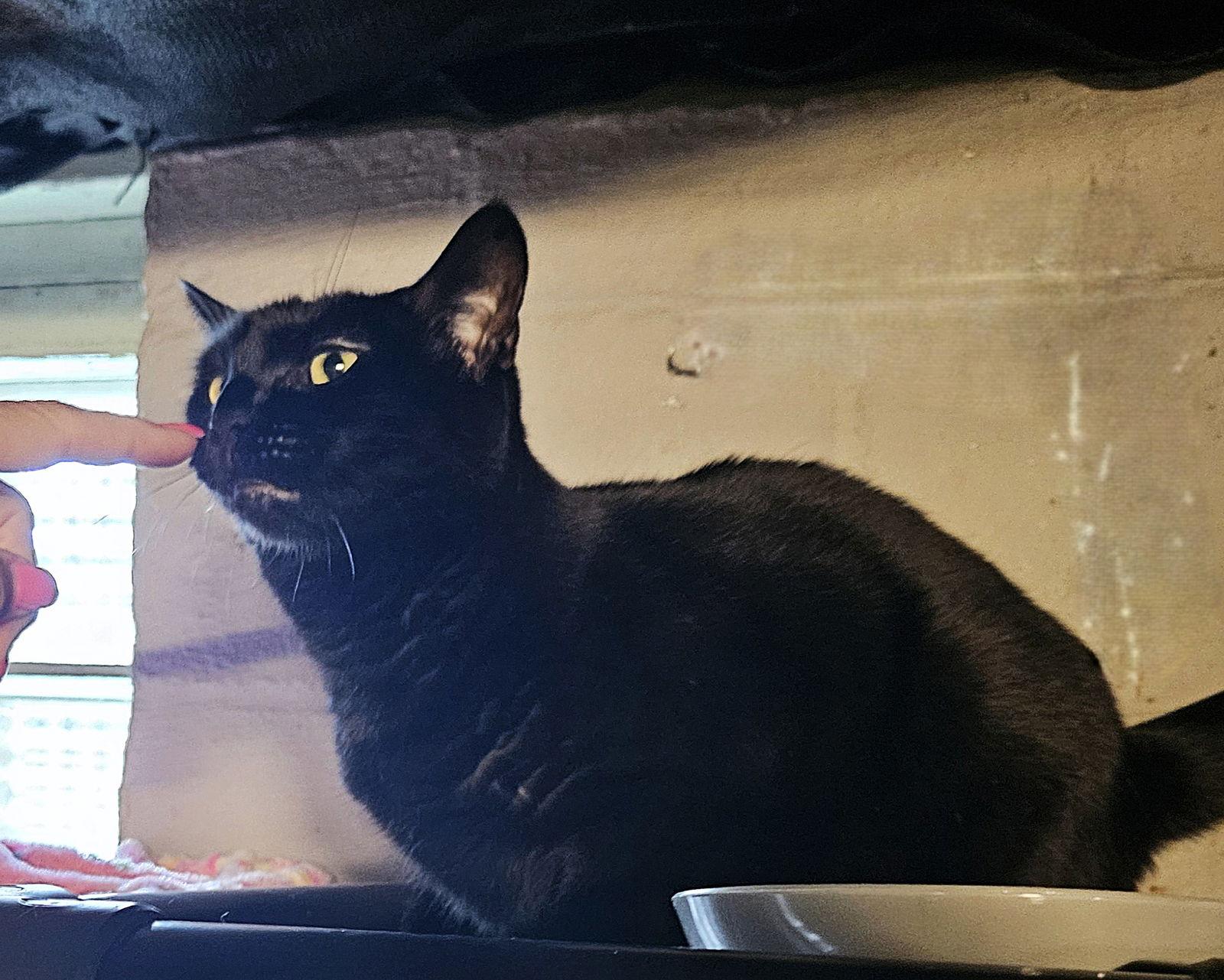 Edweena, a Adoptable Domestic Short Hair in Trenton, NJ image 2/3