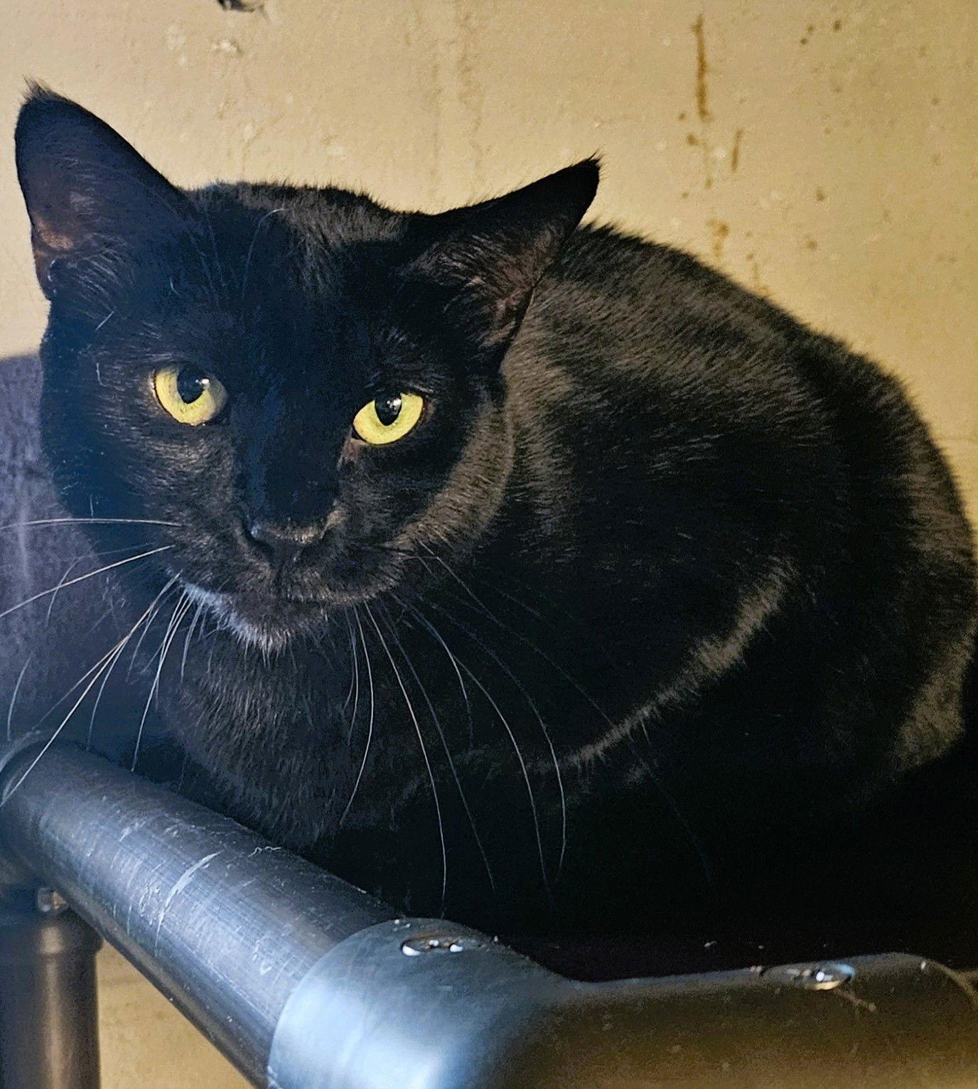 Edweena, a Adoptable Domestic Short Hair in Trenton, NJ image 3/3