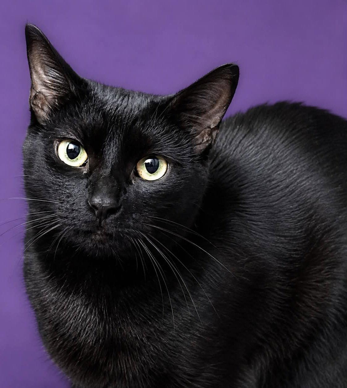 Enlarge Edweena, a Adoptable Domestic Short Hair in Trenton, NJ image 3/3