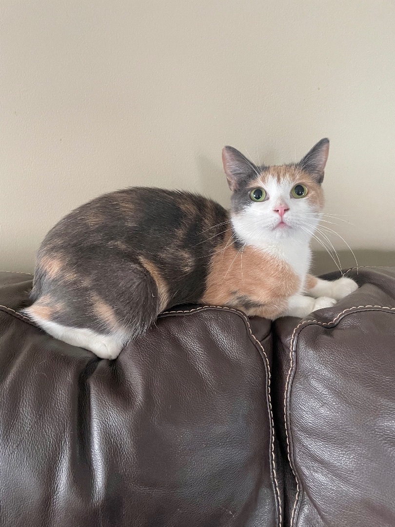 Cher , Adopted, Young Female American Shorthair.