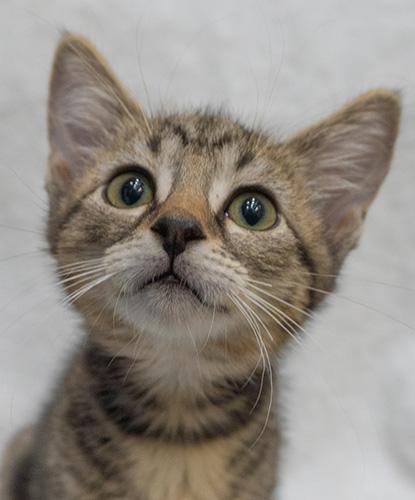 Vixen, Adopted, Kitten Female Domestic Short Hair.