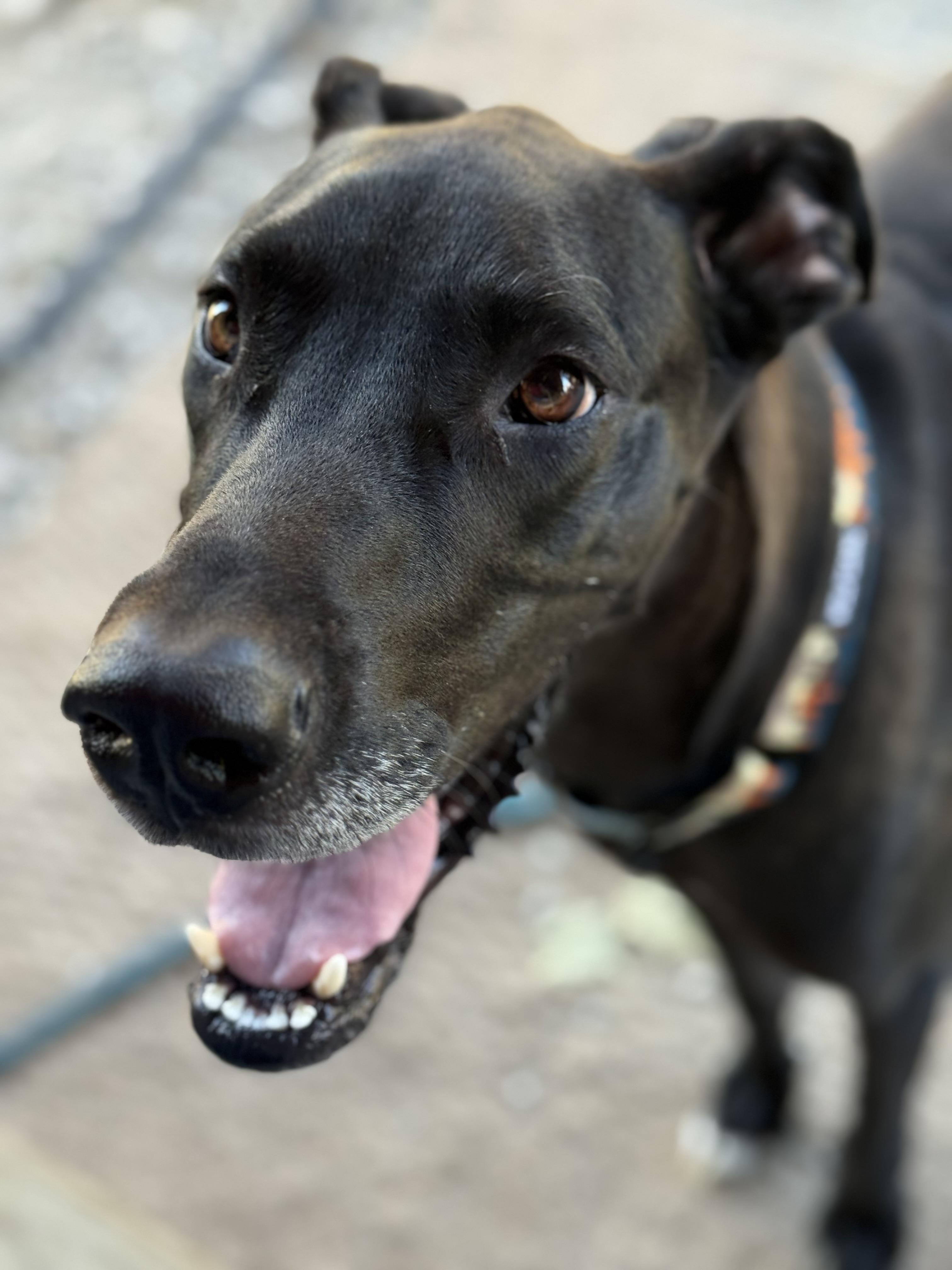 Enlarge Sydney, a Adoptable Great Dane in Blue Springs, MO image 1/1