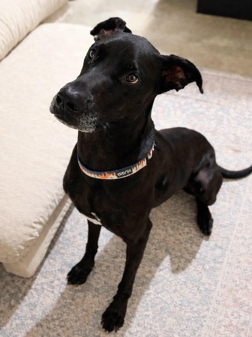 Sydney, a Adoptable Great Dane in Blue Springs, MO image 2/3