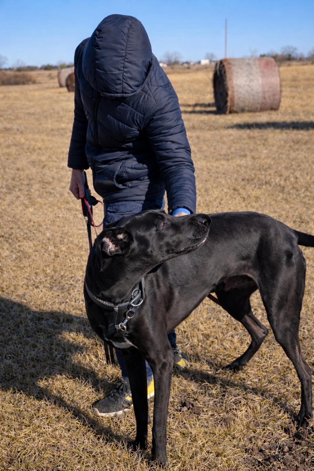 Sydney, a Adoptable Great Dane in Blue Springs, MO image 3/3