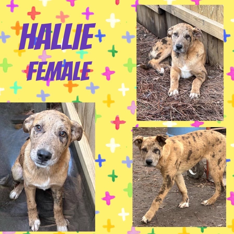 Hallie