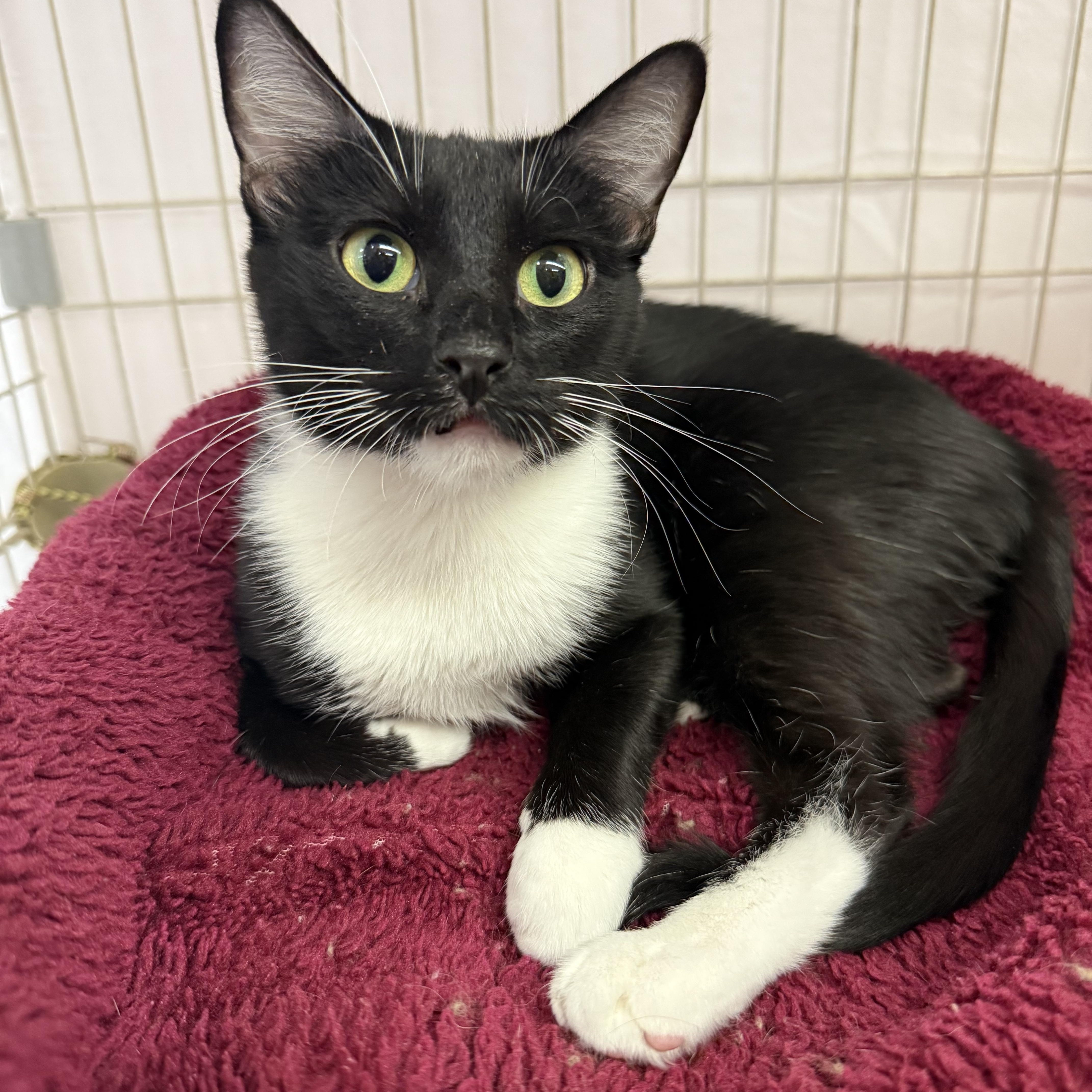 Nike, adopted, Adult Female Domestic Short Hair & Tuxedo.
