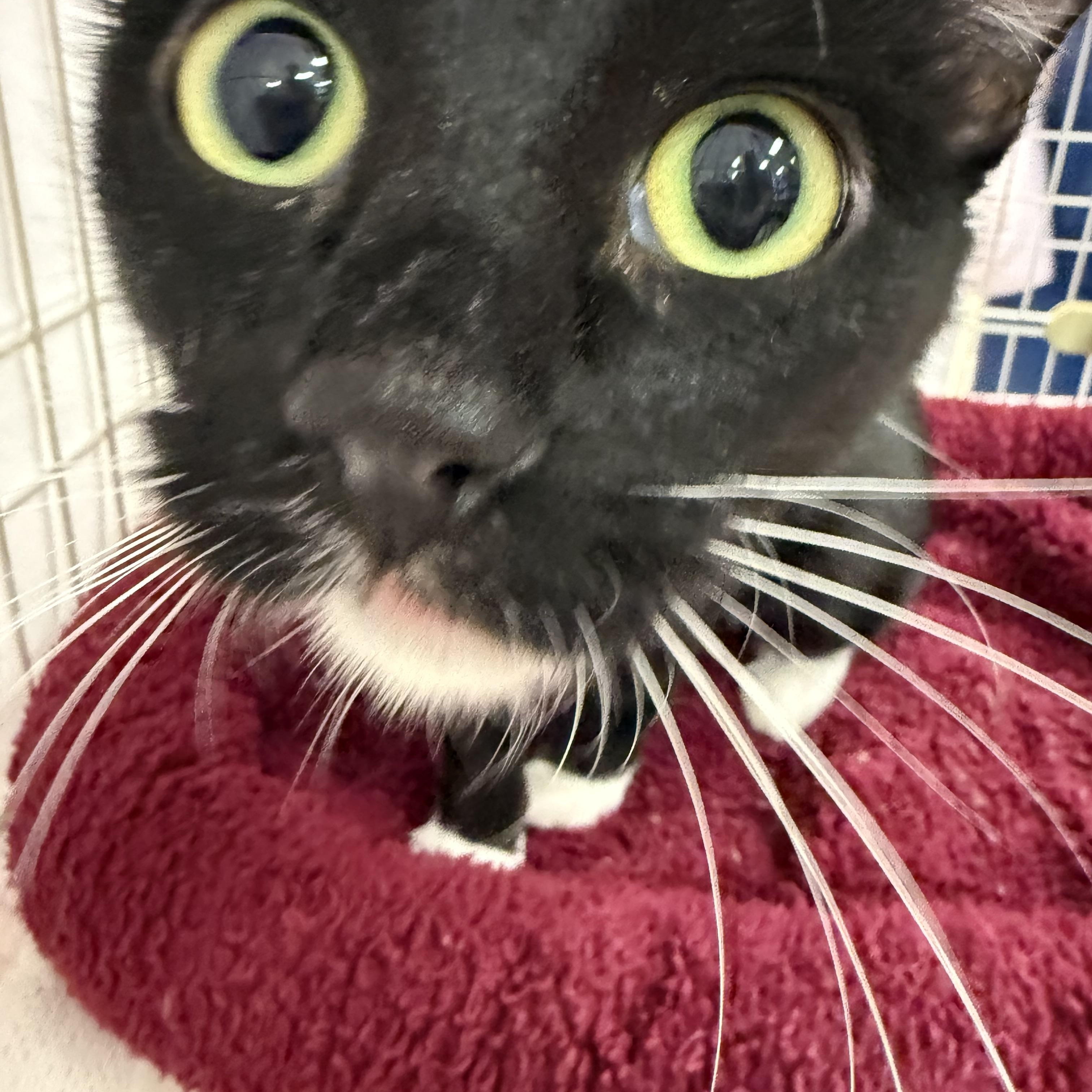 Nike, an adopted mixed breed in Albuquerque, NM image 3/6