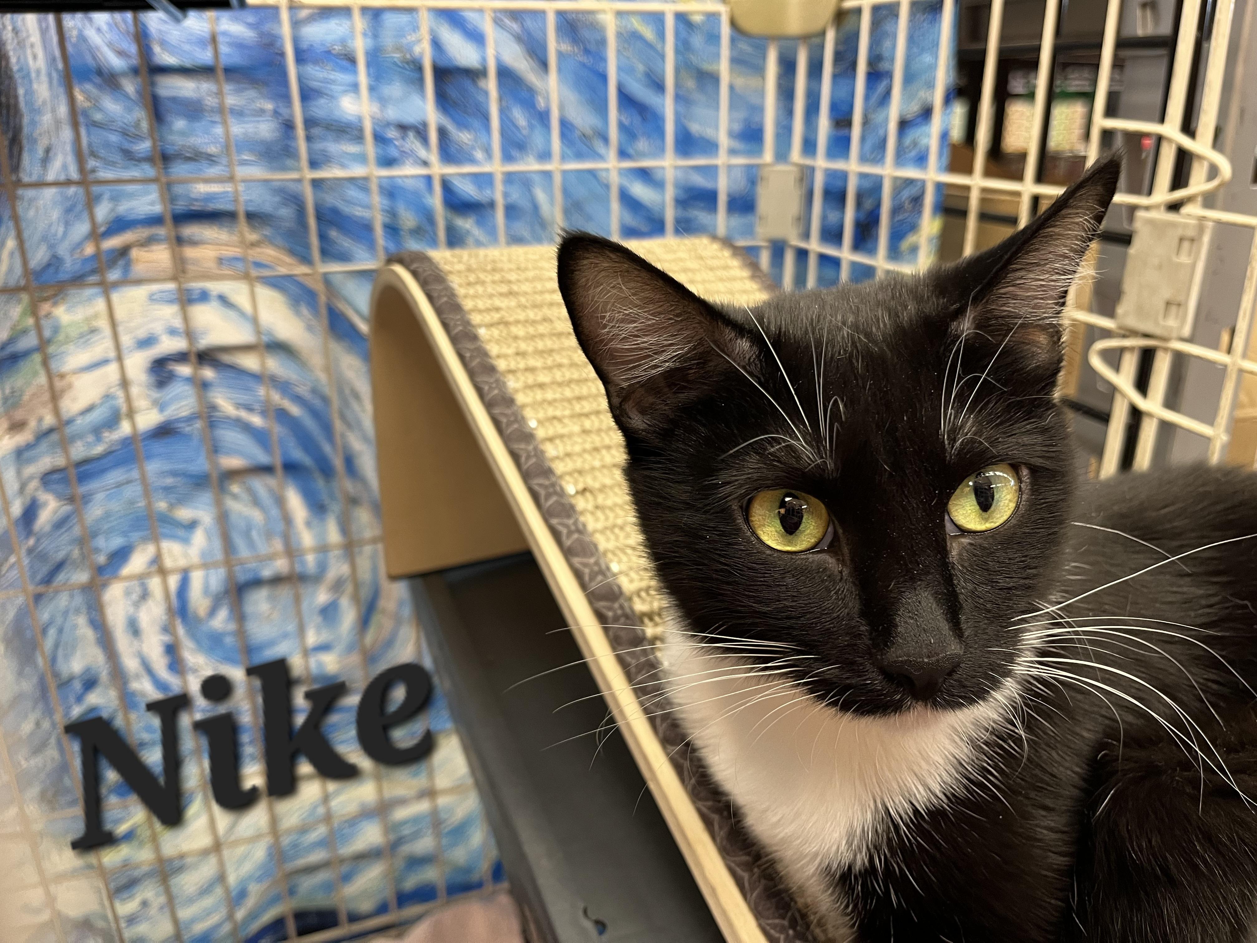 Nike, an adopted mixed breed in Albuquerque, NM image 2/6