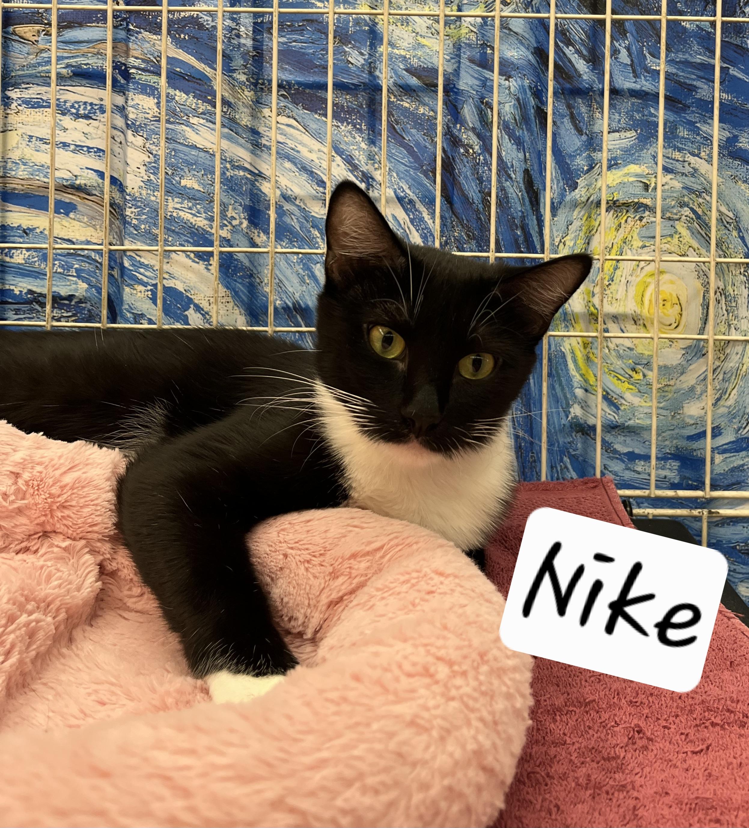 Nike, an adopted mixed breed in Albuquerque, NM image 5/6