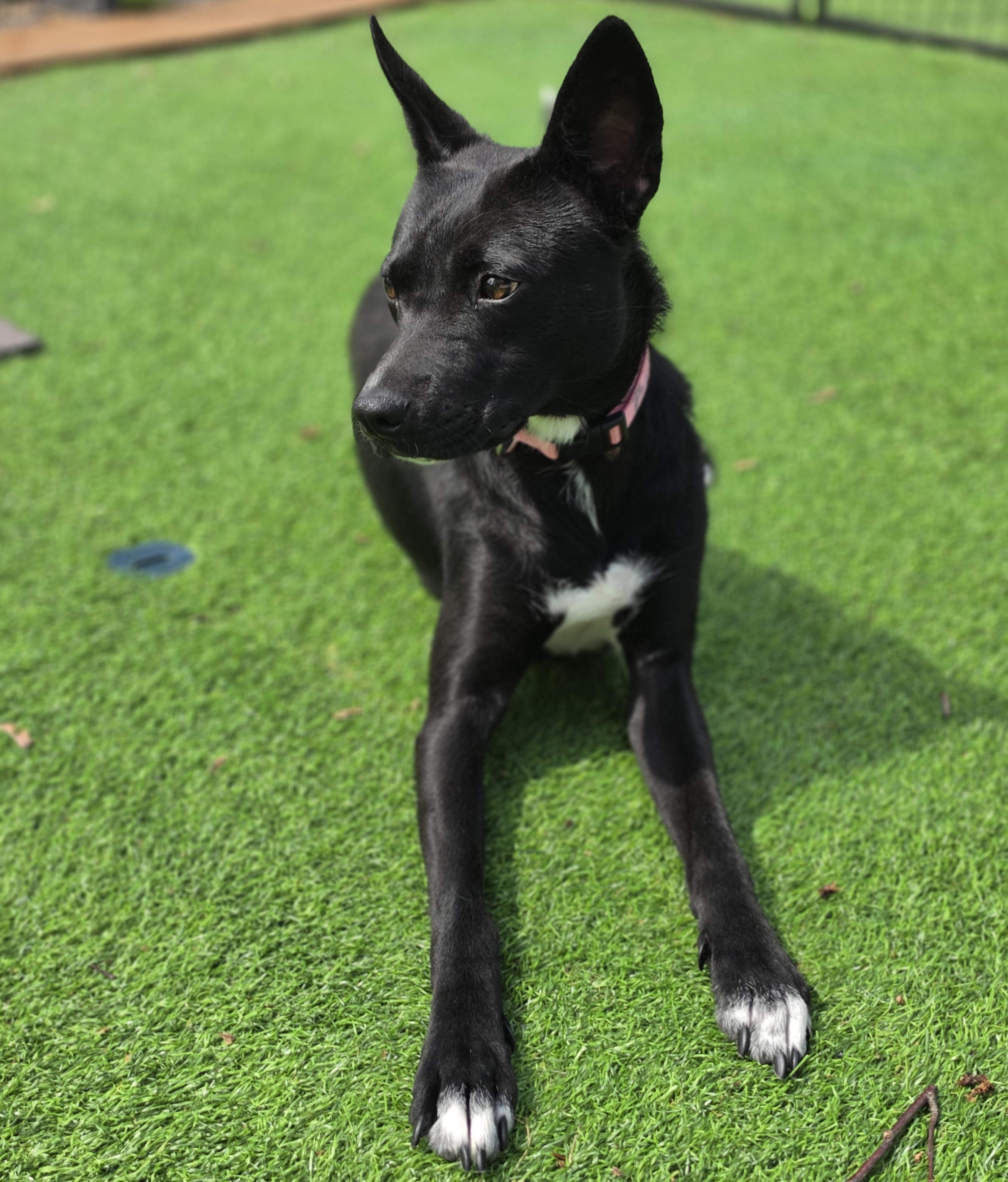Millie, a Adoptable mixed breed in Blairstown, NJ image 3/5