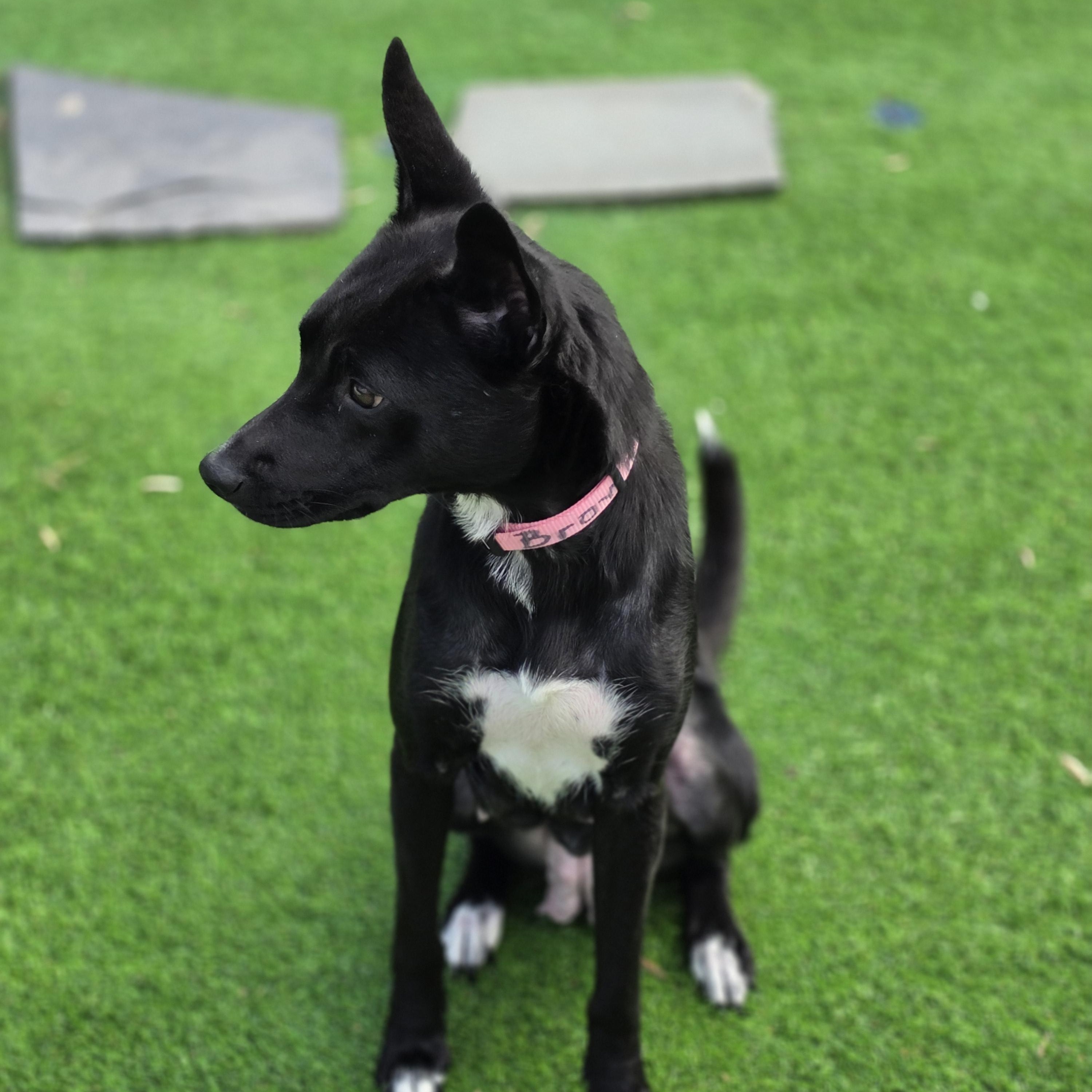 Millie, a Adoptable mixed breed in Blairstown, NJ image 2/5