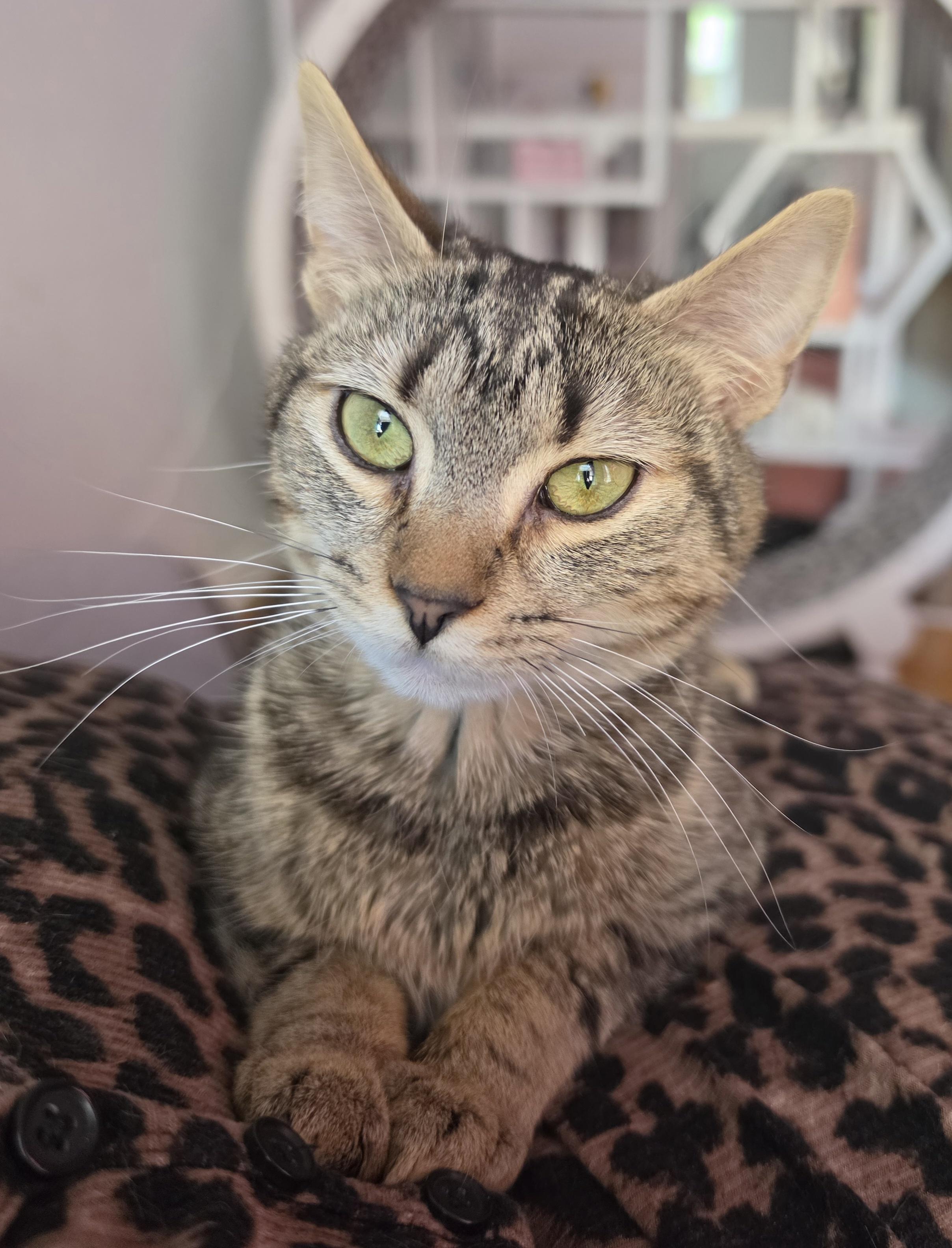 Enlarge Micki, a ADOPTABLE Domestic Short Hair in Philadelphia, PA image 4/6