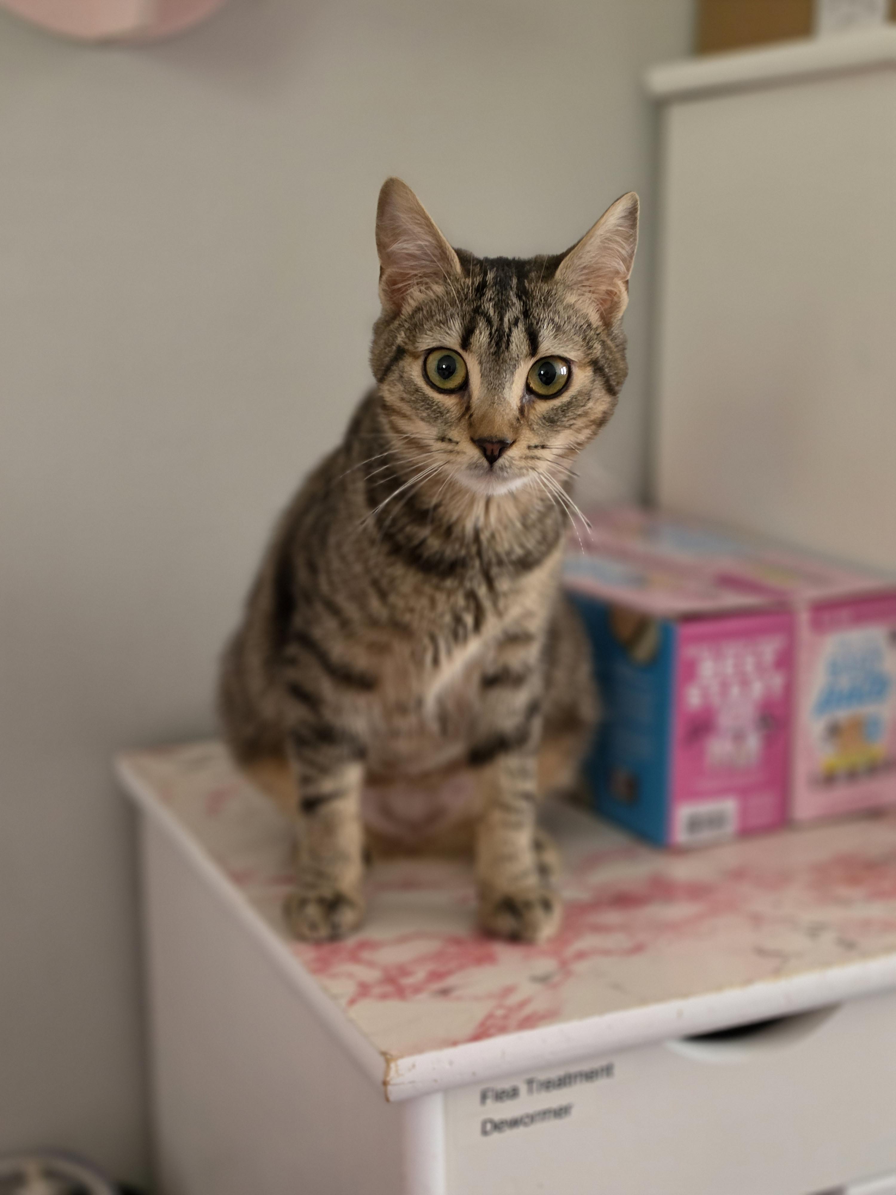 Enlarge Micki, a ADOPTABLE Domestic Short Hair in Philadelphia, PA image 6/6
