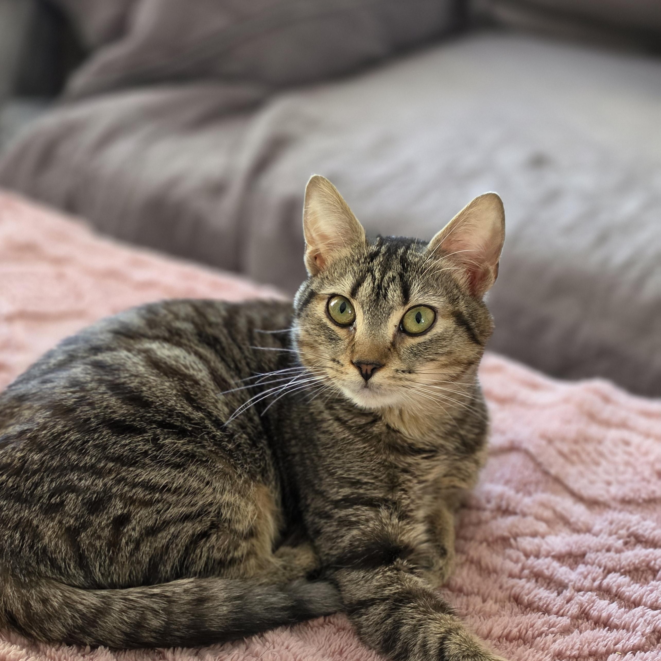 Enlarge Micki, a ADOPTABLE Domestic Short Hair in Philadelphia, PA image 3/6