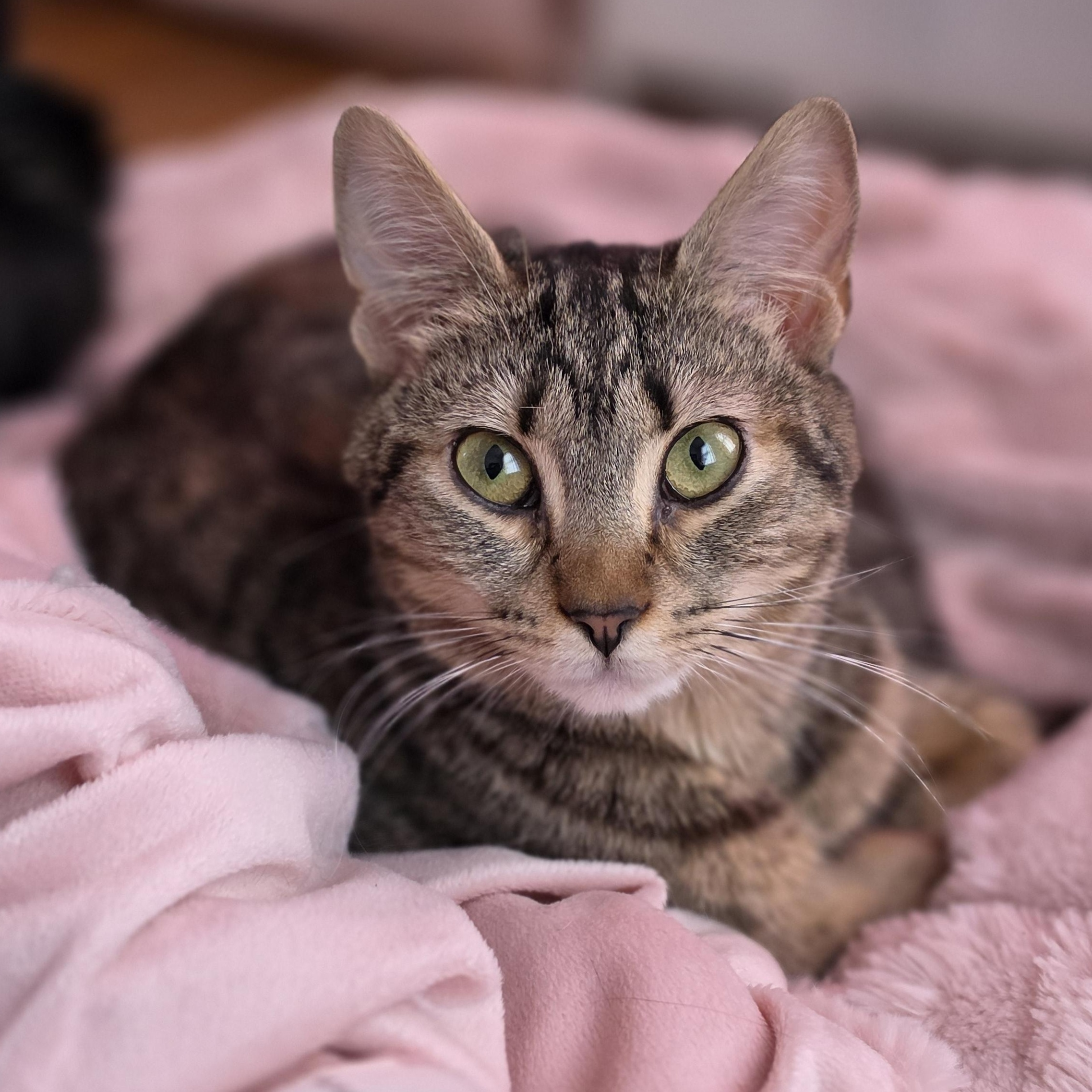 Micki, ADOPTABLE, Kitten Female Domestic Short Hair.