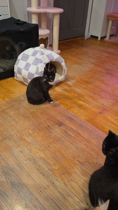 Enlarge Micki, a ADOPTABLE Domestic Short Hair in Philadelphia, PA video 2/6