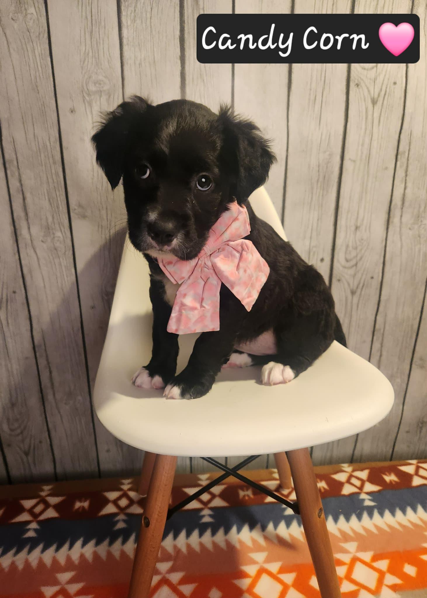 Candy Corn BH, Adoptable, Young Female Mixed Breed.