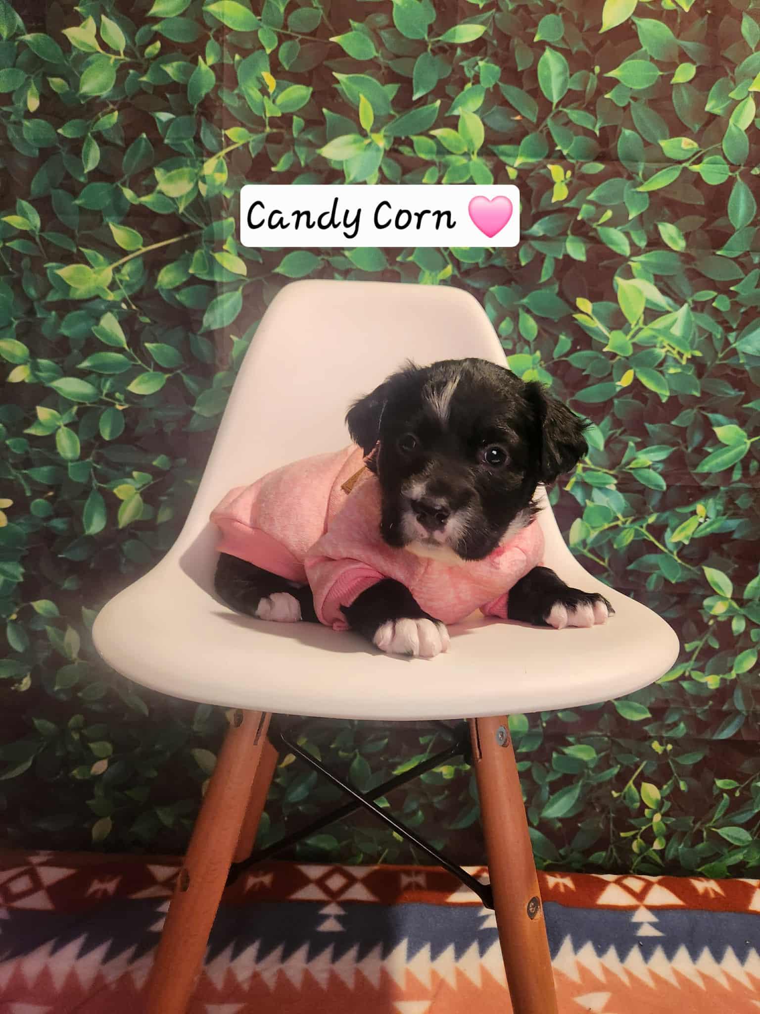Candy Corn BH, a Adoptable Mixed Breed in Clinton, MI image 2/3