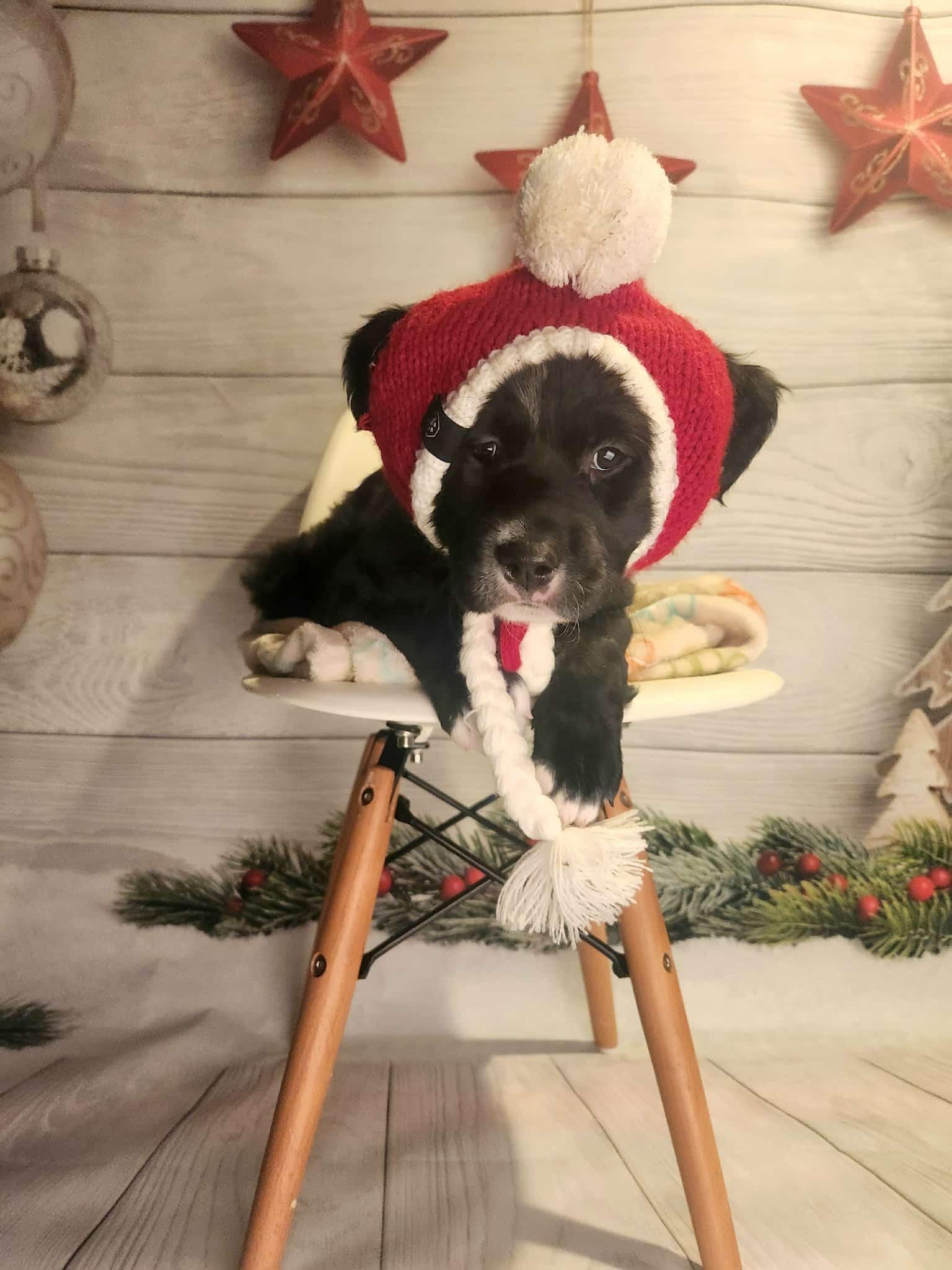 Candy Corn BH, a Adoptable Mixed Breed in Clinton, MI image 3/3