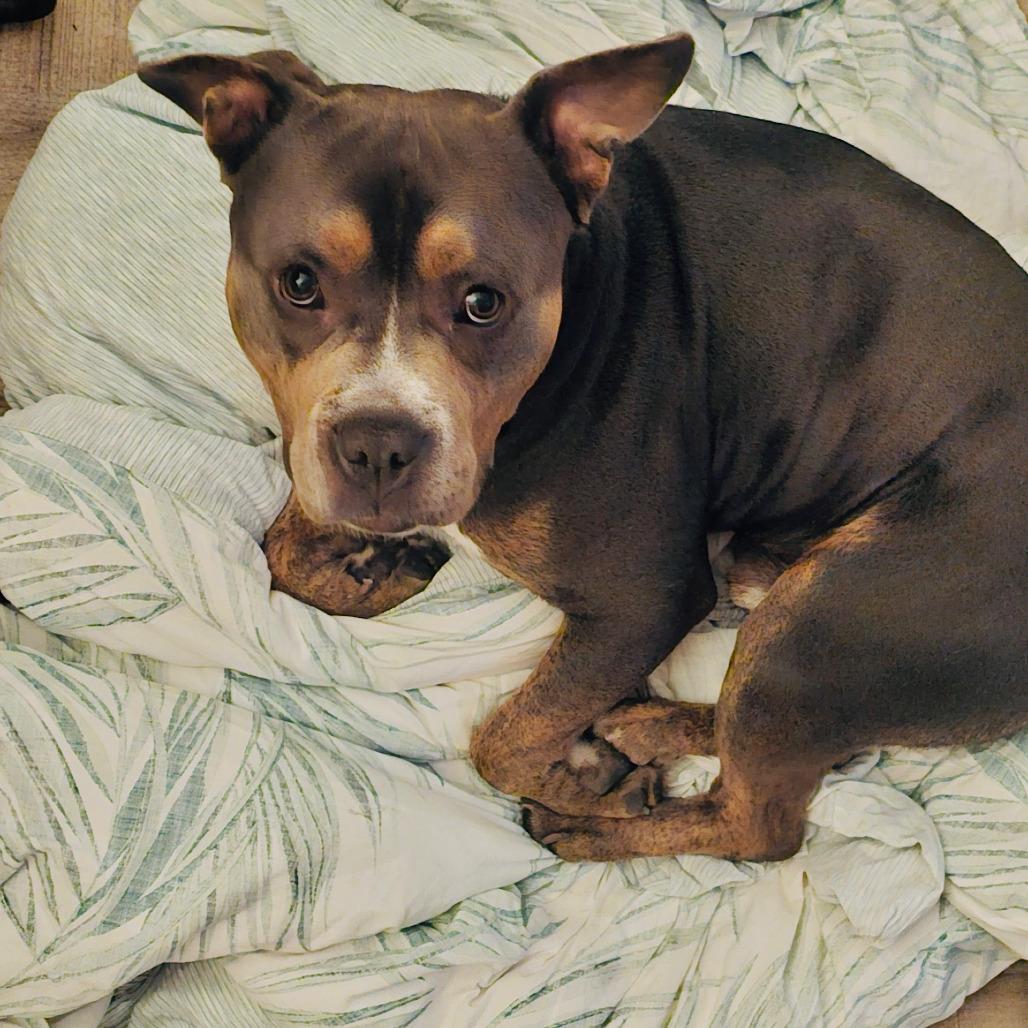 Enlarge Bruce, a Adoptable Pit Bull Terrier in San Diego, CA image 3/6