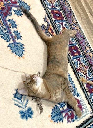 Athena, Adoptable, Adult Female Domestic Short Hair & Tortoiseshell.