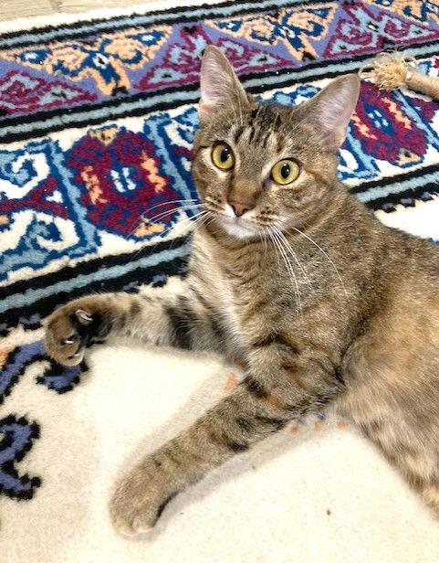 Athena, a Adoptable mixed breed in Shawnee, KS image 2/3