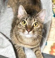 Athena, a Adoptable mixed breed in Shawnee, KS image 3/3