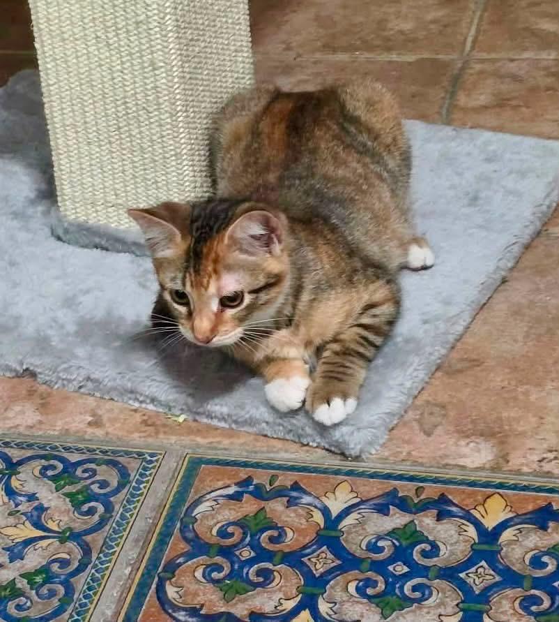 Lalya, adopted, Young Female Domestic Short Hair.