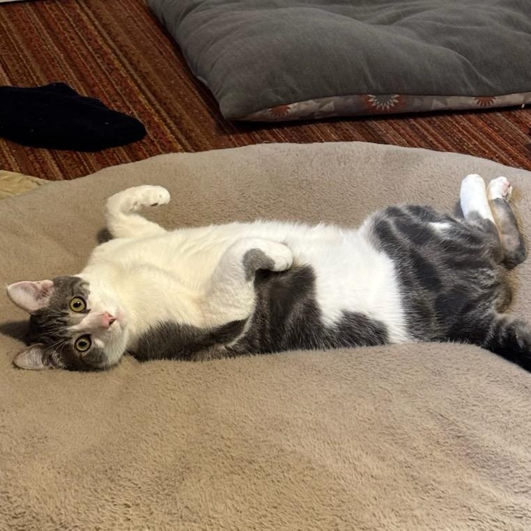 Enlarge Hissy, a Adopted American Shorthair in Selah, WA image 1/3