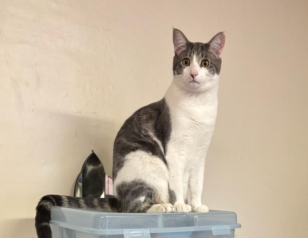 Enlarge Hissy, a Adopted American Shorthair in Selah, WA image 3/3