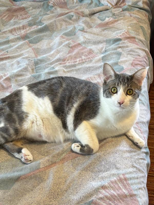 Enlarge Hissy, a Adopted American Shorthair in Selah, WA image 2/3