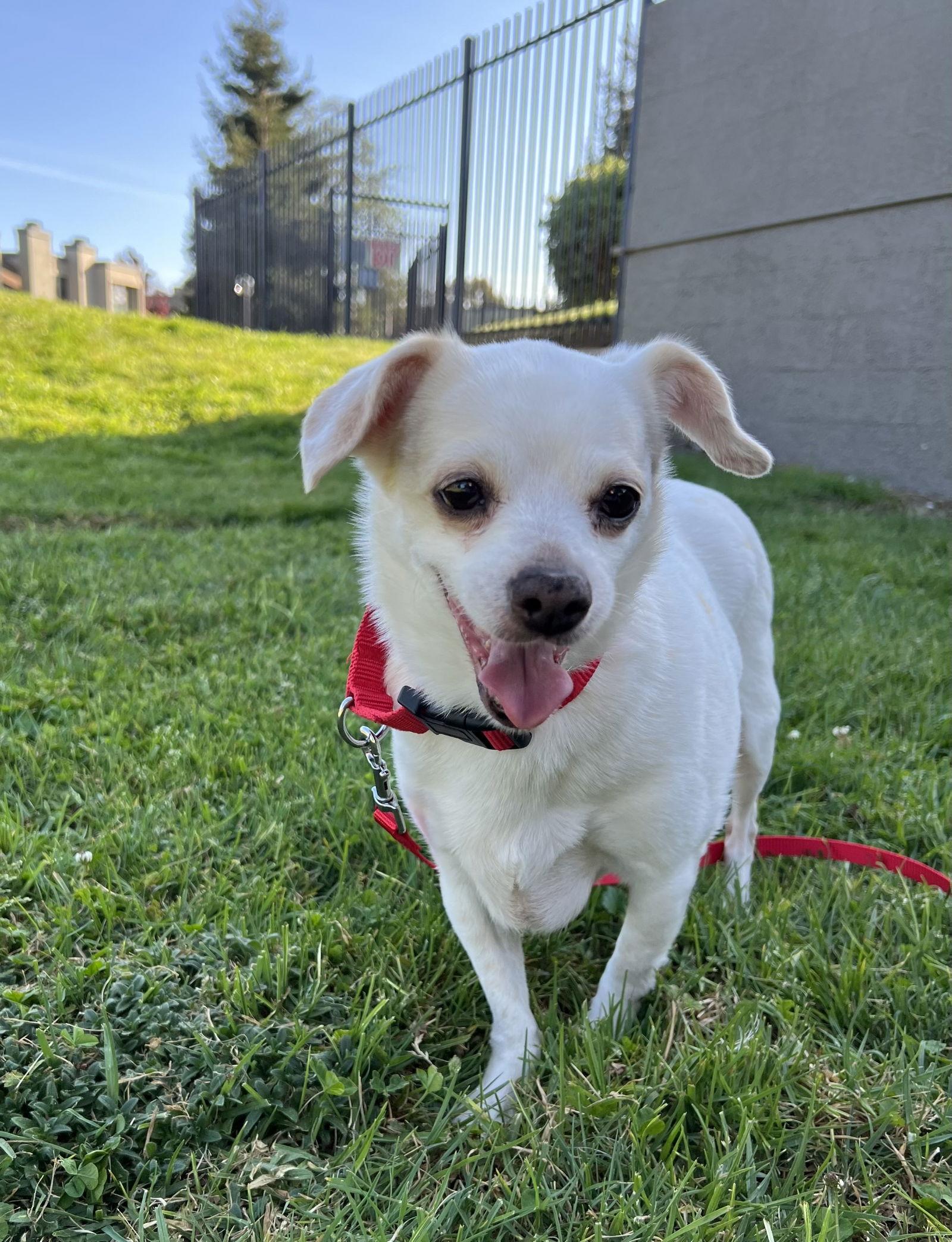 Enlarge Lana, a Adoptable mixed breed in San Francisco, CA image 2/3