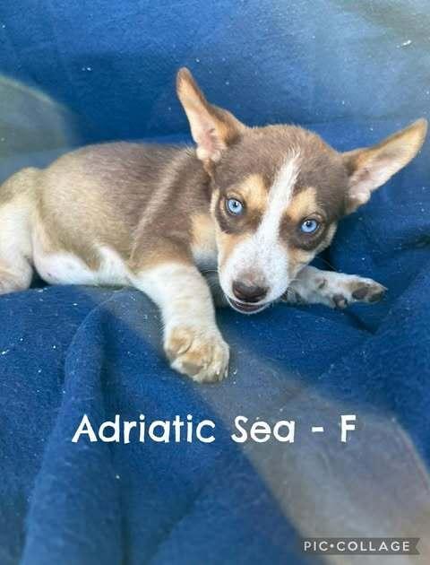 Enlarge Adriatic Sea, a Adoptable mixed breed in Waunakee, WI image 1/6