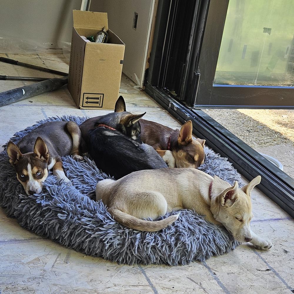 Enlarge Adriatic Sea, a Adoptable mixed breed in Waunakee, WI image 2/6