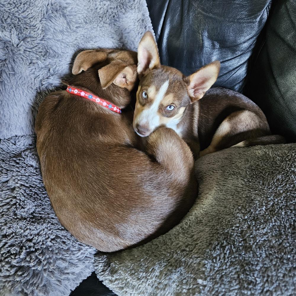 Enlarge Adriatic Sea, a Adoptable mixed breed in Waunakee, WI image 5/6