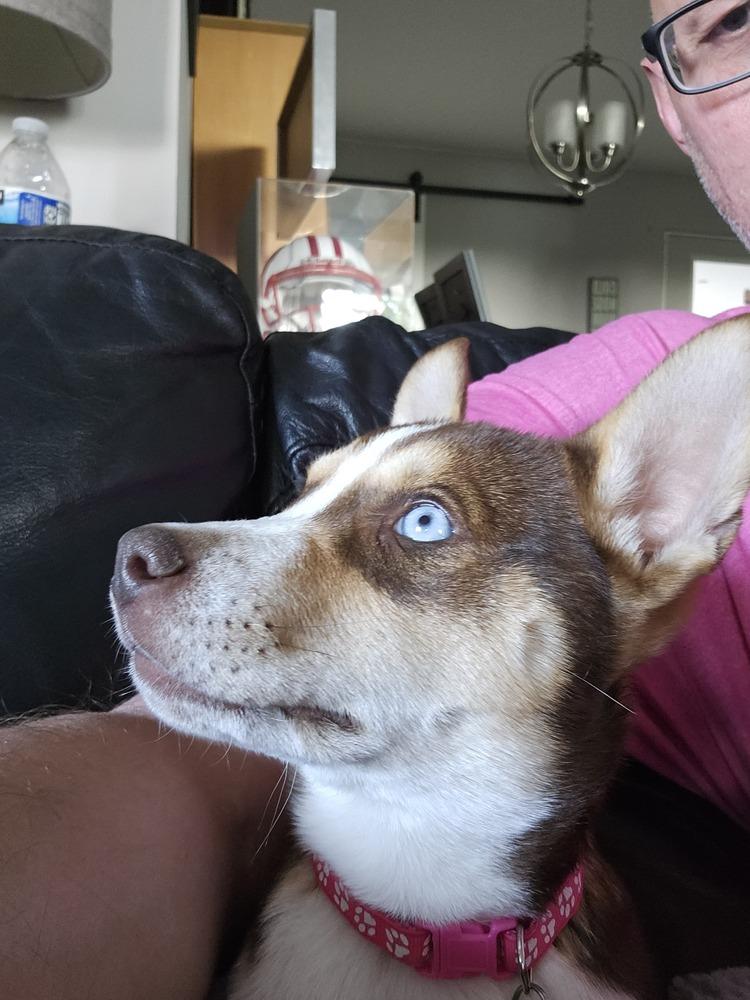 Enlarge Adriatic Sea, a Adoptable mixed breed in Waunakee, WI image 6/6