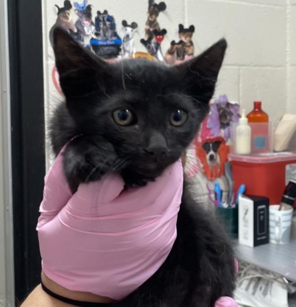 Enlarge Dorito, a Adoptable mixed breed in El Cajon, CA image 1/1