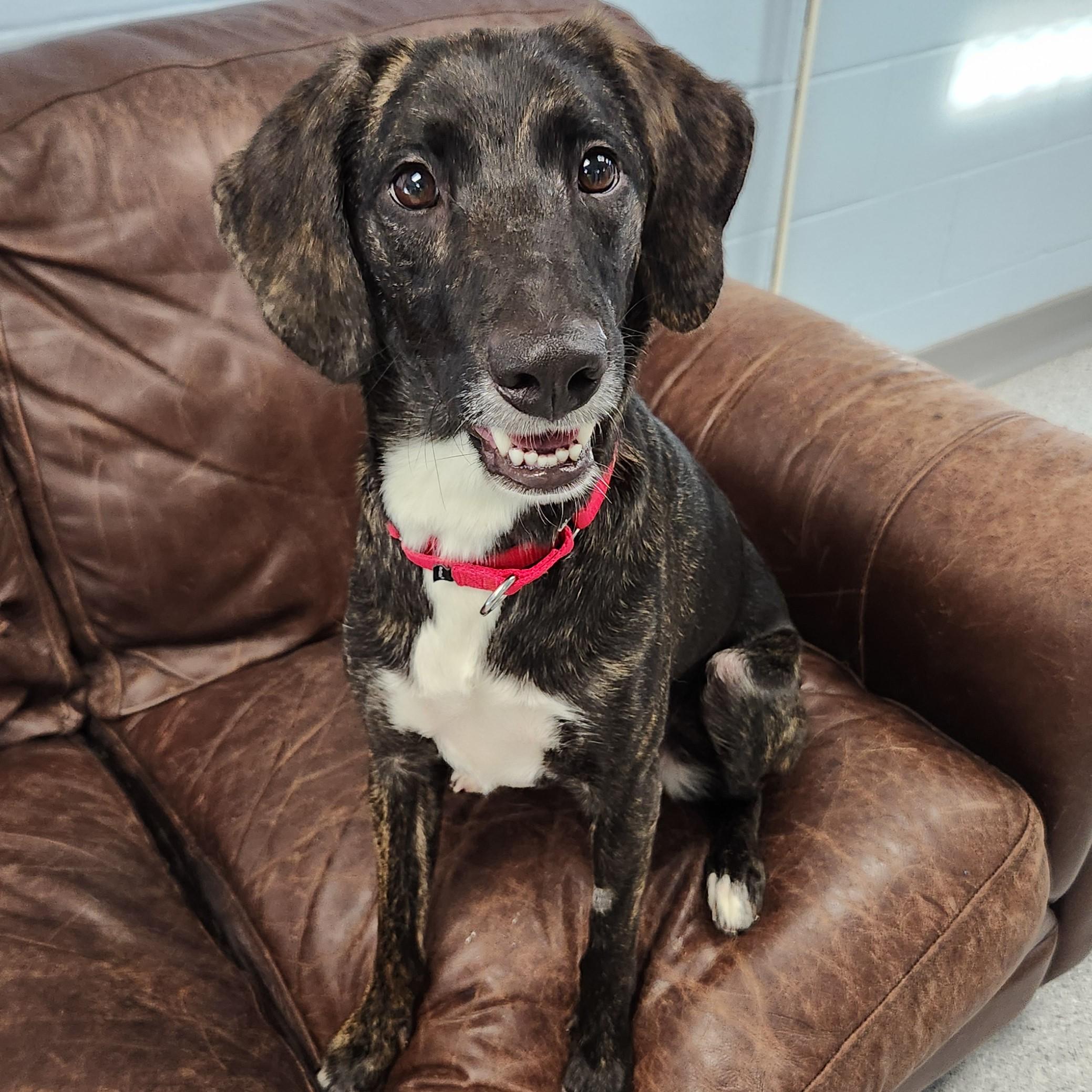 Enlarge Sue Ellen, a ADOPTABLE Mixed Breed in Marshfield, WI image 1/6