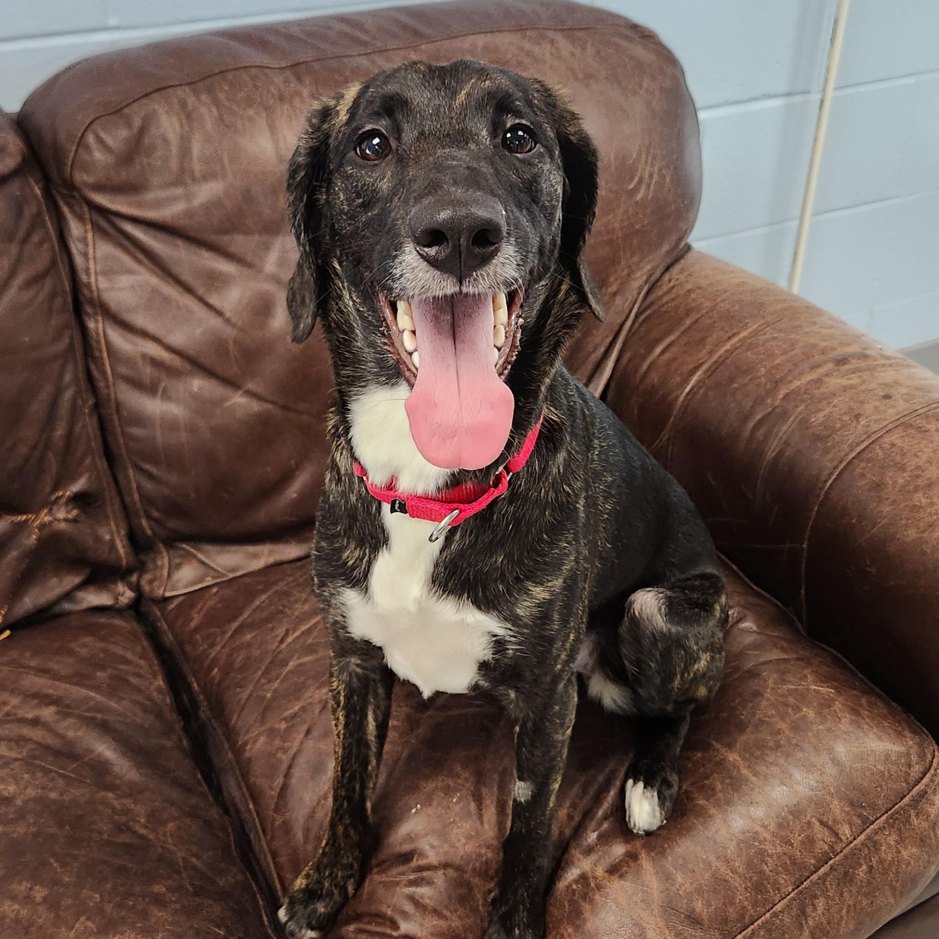 Enlarge Sue Ellen, a ADOPTABLE Mixed Breed in Marshfield, WI image 2/6