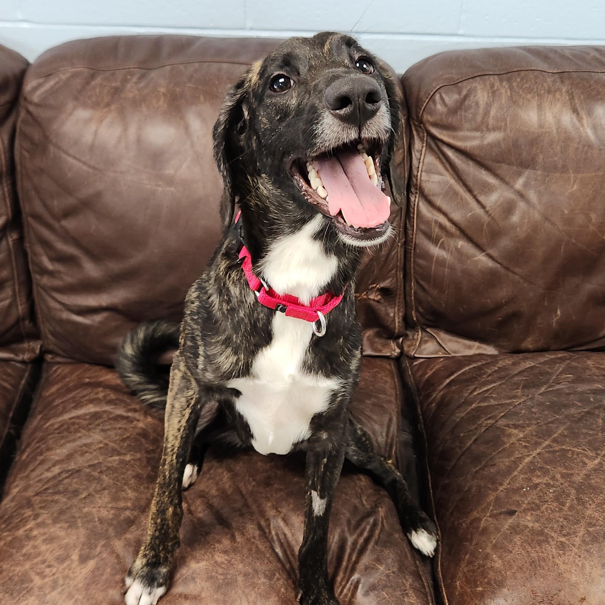 Enlarge Sue Ellen, a ADOPTABLE Mixed Breed in Marshfield, WI image 3/6