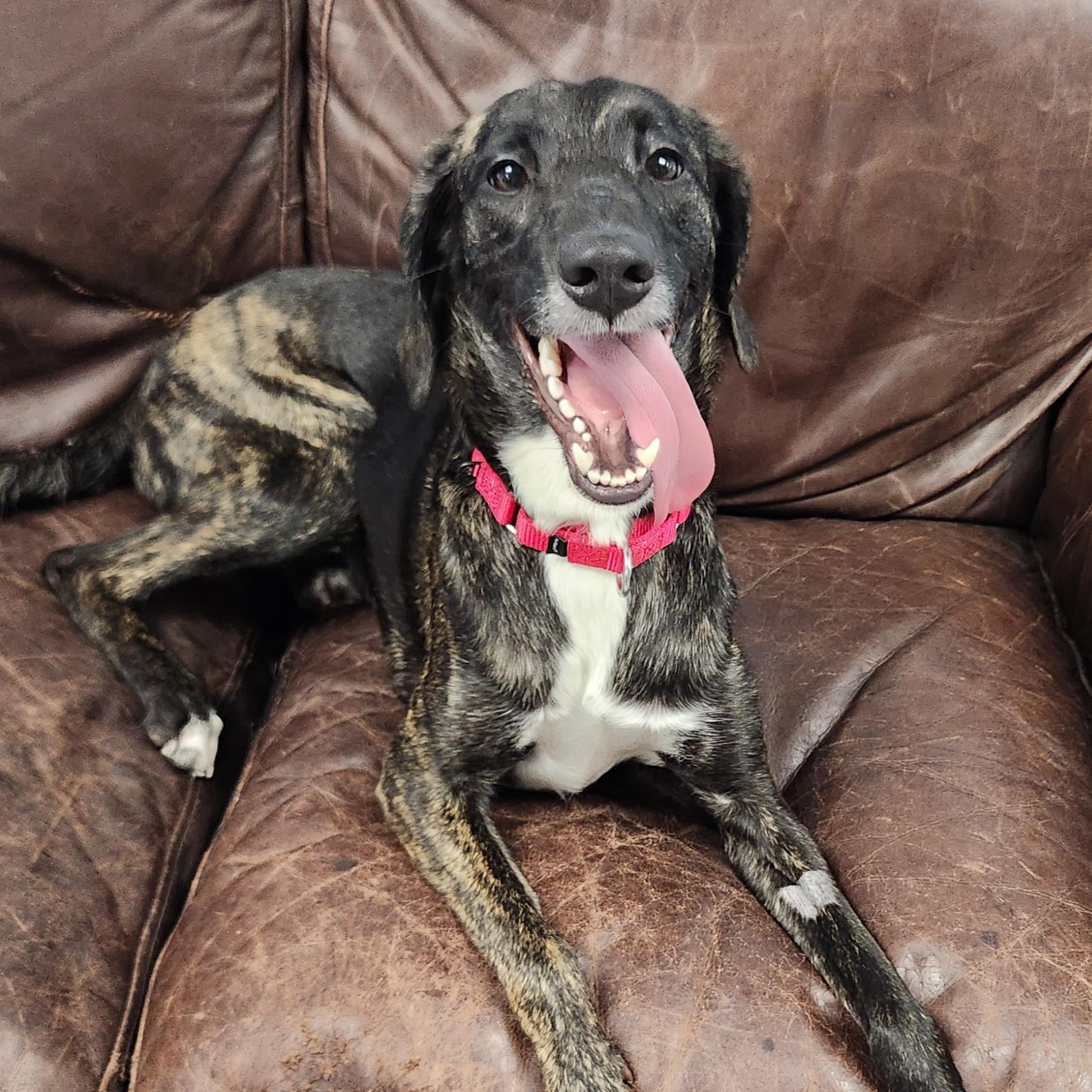 Enlarge Sue Ellen, a ADOPTABLE Mixed Breed in Marshfield, WI image 4/6