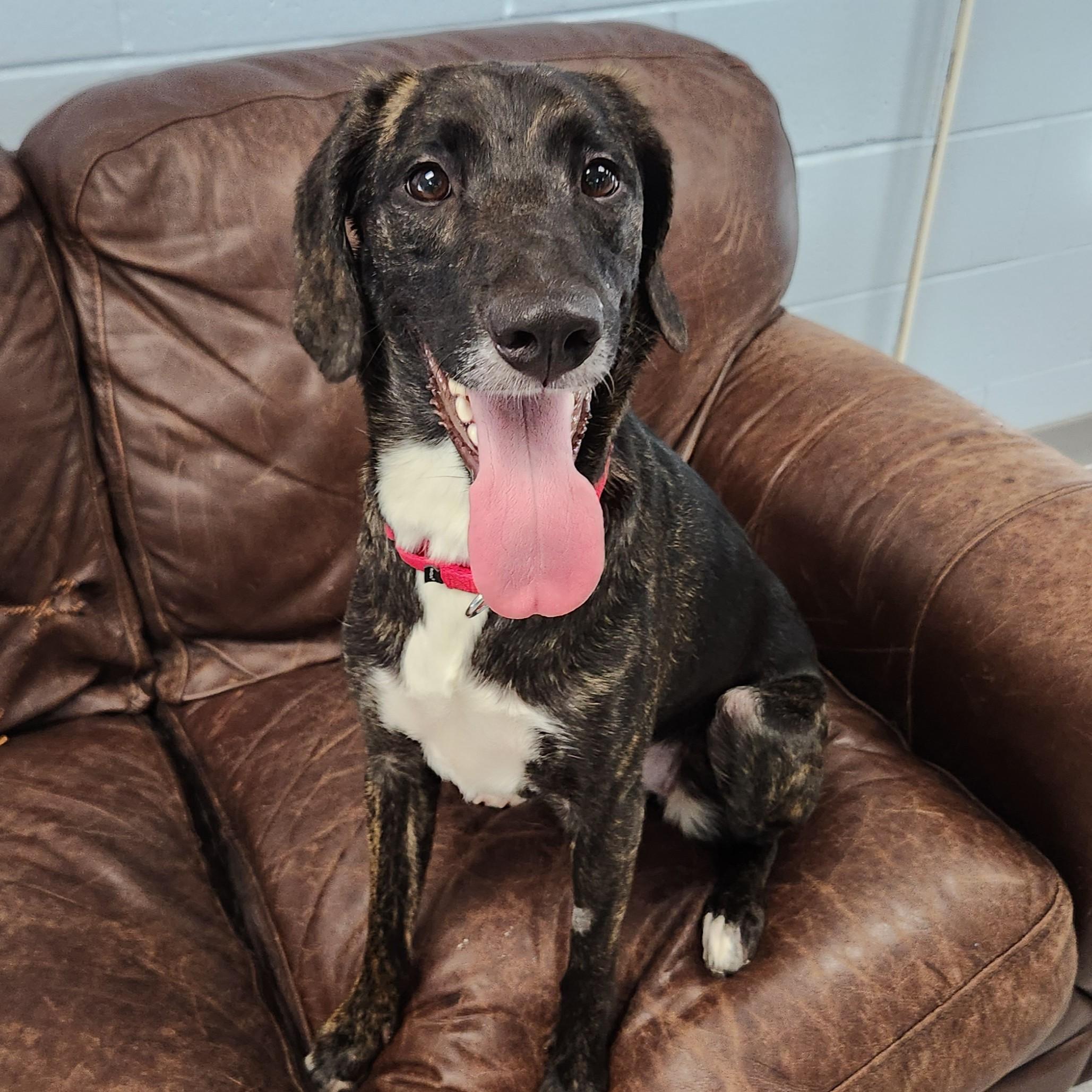 Enlarge Sue Ellen, a ADOPTABLE Mixed Breed in Marshfield, WI image 5/6