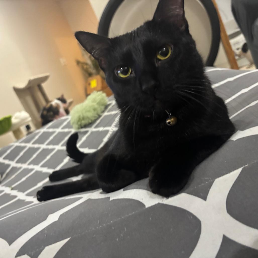 Magnolia, Adoptable, Young Female Domestic Short Hair.