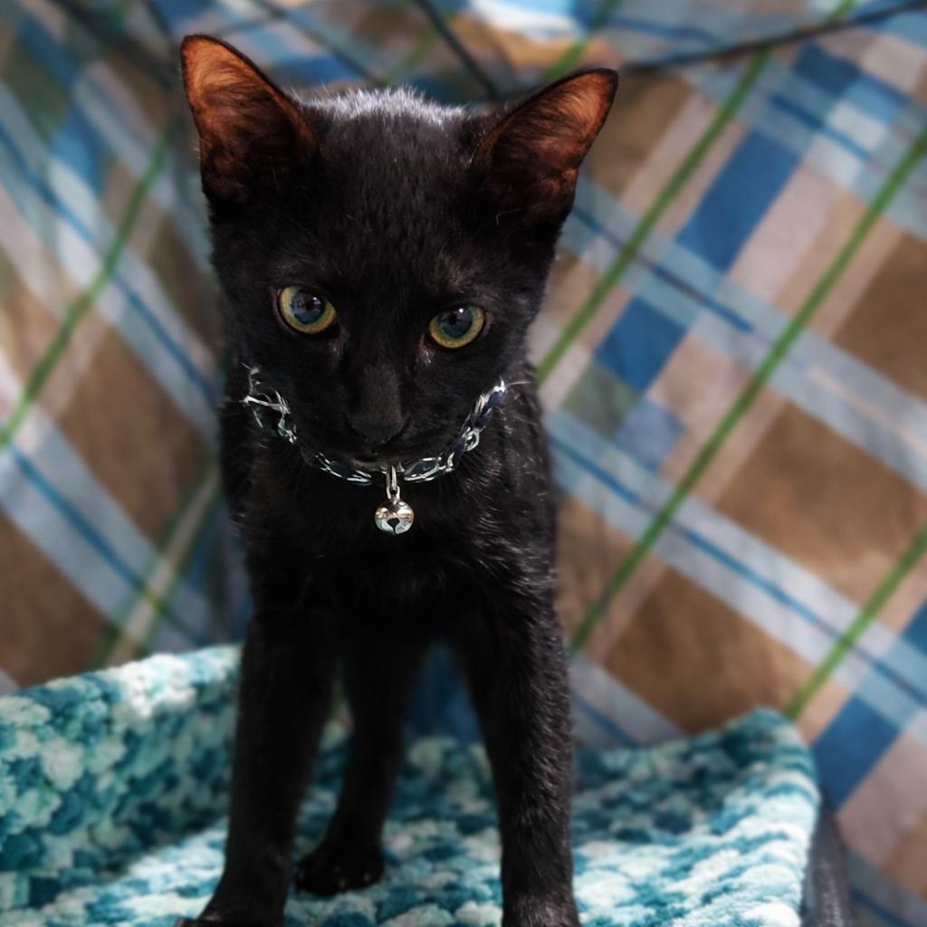 Magnolia, Adoptable, Young Female Domestic Short Hair.