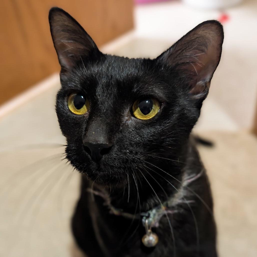 Enlarge Magnolia, a Adoptable Domestic Short Hair in Madison, WI image 2/6